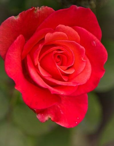 Kathy Diane Russell Saylor