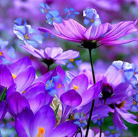 Joanie Elaine Daniel