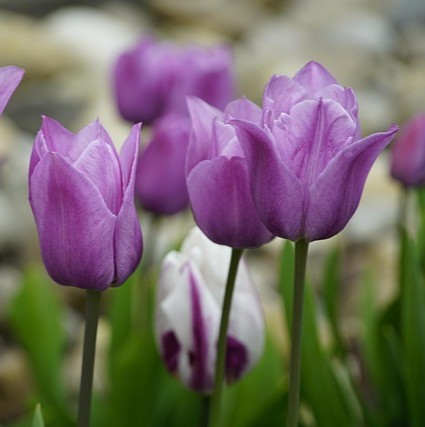 Ruby Lee Williams Sydnes